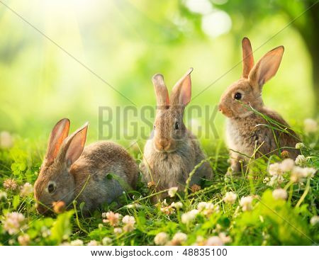 Kaniner. Skønhed kunst Design af søde lille påske Bunny i engen. Forårsblomster og grønt græs