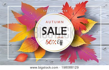 Autumn Sales banner, Sale Vector illustration. Fall sales season voucher with realistic drawing maple leaves, leaf fall, wood texture, water drops. Thanksgiving Holiday decoration. Maple tree leaves, lettering, wooden texture. Autumn Sale grey wood backgr