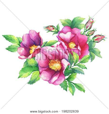 Banner with flowering pink roses (names: dog rose, rosa canina, Japanese rose, Rosa rugosa, sweet briar, eglantine), isolated on white background. Watercolor hand drawn painting illustration.