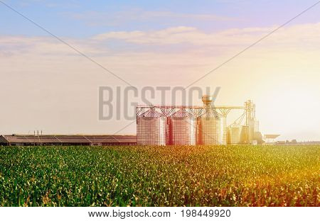 Grain Silos in corn Field. Set of storage tanks cultivated agricultural crops processing plant.