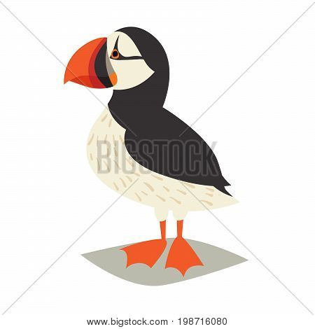 Puffin bird icon. Cartoon Icelandic puffin. Vector illustration isolated on white background