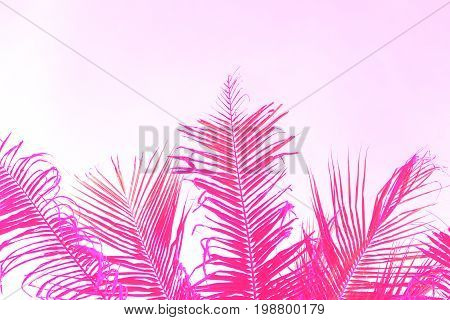 Bright pink coco palm tree leaf on sky background. Palm pink toned photo. Romantic tropical banner template with text place. Pink palm leaf ornament. Coco palm leaf backdrop. Beach wedding invitation