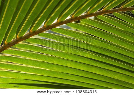 Fluffy palm leaf photo background. Green palm leaf in sunlight. Sunny day exotic nature wallpaper. Tropical island summer. Vacation in tropic banner template. Coco palm leaf texture. Palm leaf closeup