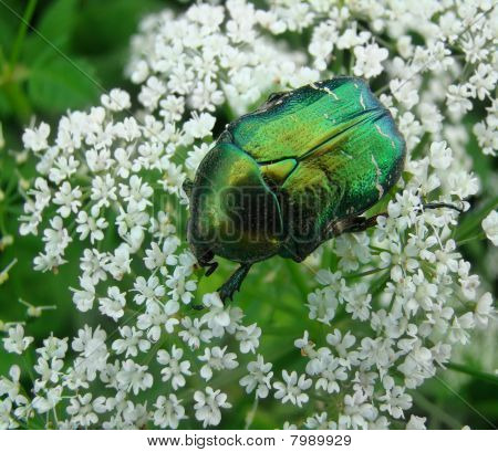 Macro um besouro cetonia em flor branca