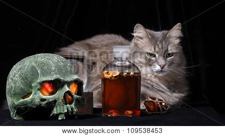 Mystical life with a cat skull, a bottle of dark matter and drakotsennym ring with a glowing stone