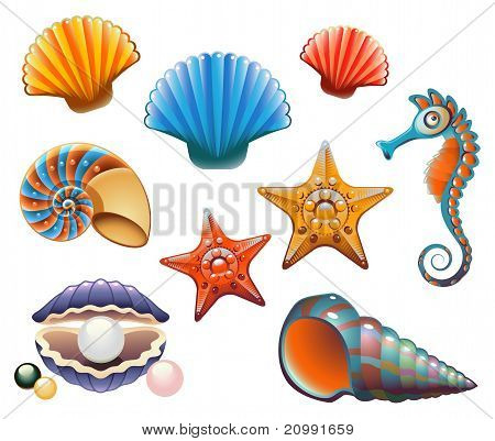 Seashell Set