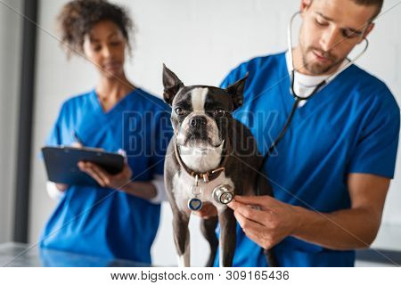 Man vet examining boston terrier with stethoscope in clinic. Veterinarian doctor making checkup of a dog. Young man vet examining dog by stethoscope at pet clinic while nurse making notes.