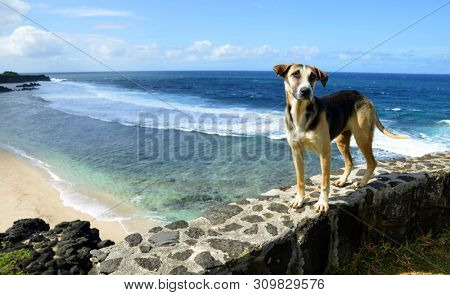 Dog standing by the beach Gris Gris on South of Mauritius island. Indian ocean.