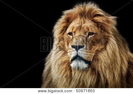 Lion portrait on black background. Big adult lion with rich mane.