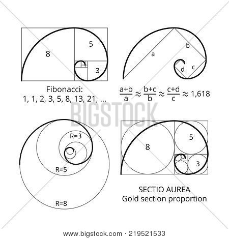 Golden fibonacci ratio spirals. Gold section proportion vector visualization. Spiral proportion golden section illustration