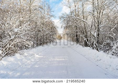 A Rural Snowy Road With Small Snowdrifts On The Roadside, On The Edge Of The Road Grow Pine And Spru