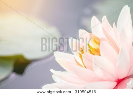 Beautiful Pink Water Lily Or Lotus Flower In Pond. Royalty High Quality Free Stock Footage Of A Pink