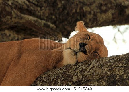 Lion Sleeping in Tree