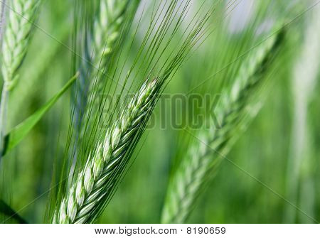 Plantes agricoles