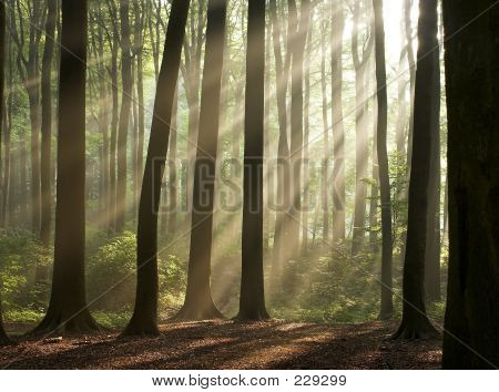 Misty Forest