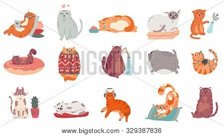 Cute Cats. Funny Cat In Box, Adorable Sleeping Kitty And Fat Cat In Sweater Vector Illustration Set.