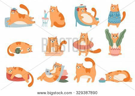 Cute Cats. Cat In Box, Adorable Red Kitty Sleeping And Fat Cat In Fur Sweater Vector Illustration Se