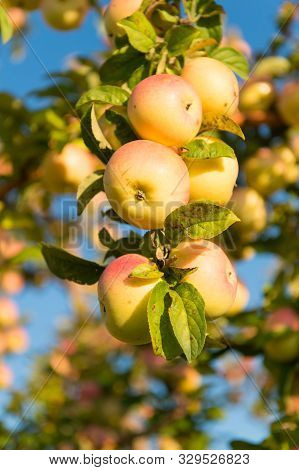 Fall Season. Gardening And Harvesting. Time For Harvesting. Organic Apple Crops Farm Or Garden. Autu