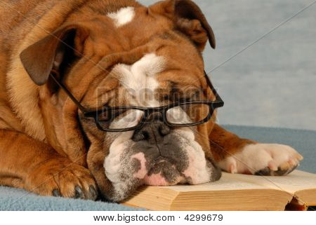 Bulldog lezen van een boek