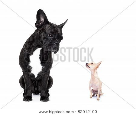 Two Big And Small Dogs