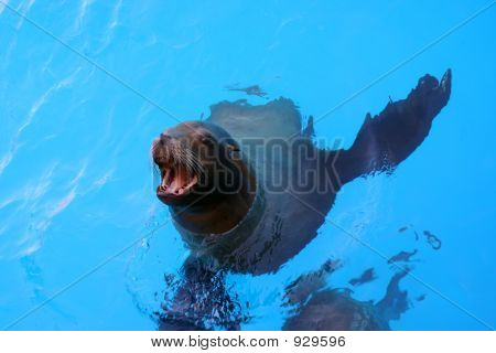 Sea Lion