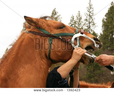 Equine Dental Care