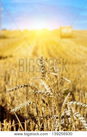 Golden Ears Of Grain Crops After Harvesting