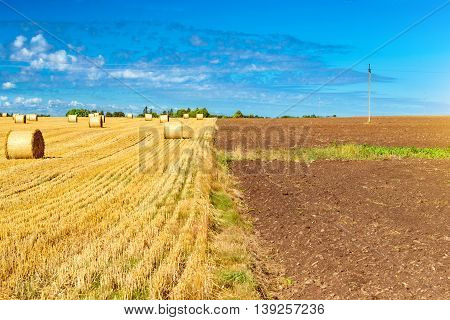 Stacks of straw bales of hay rolled into stacks left after harvesting of wheat ears agricultural farm field with gathered crops rural. Straw field bordered with ploughed fertile virgin land. Estonia