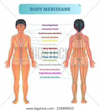 Body Meridian System Vector Illustration Scheme, Chinese Energy Acupuncture Therapy Diagram Chart. F