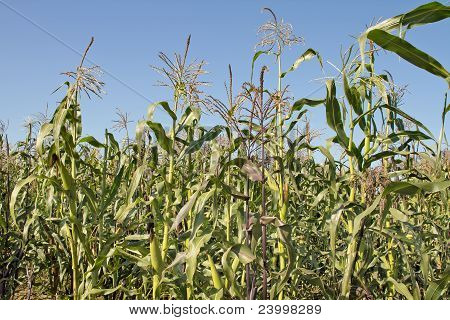 Campo di mais mais