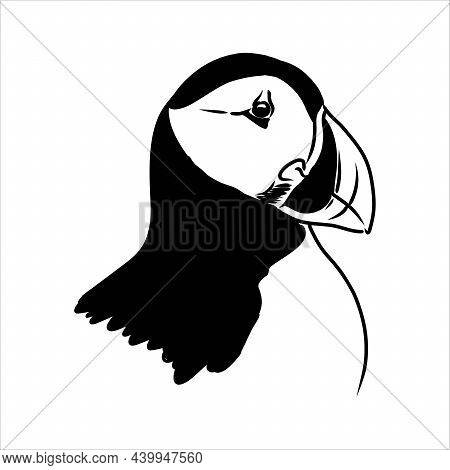 Atlantic Puffin Or Common Puffin Illustration, Drawing, Engraving, Ink, Line Art, Vector