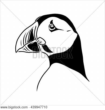 Atlantic Puffin Or Common Puffin Illustration, Drawing, Engraving, Ink, Line Art, Vector