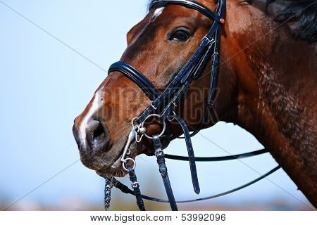 Portrait Of A Sports Brown Horse.