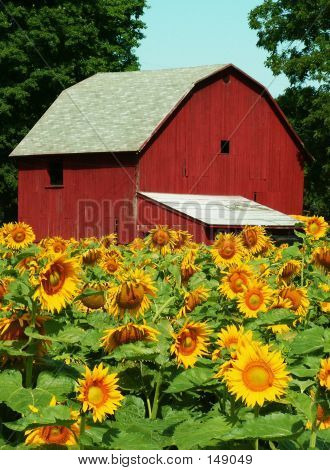 Sunflower Farm