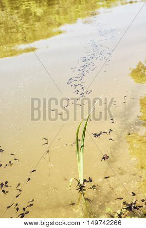 Group of tadpoles in the lake. Beauty in nature. Larval stage. Vertical composition.