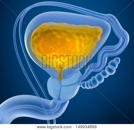 Urinary bladder with urine. Cross section of urinary bladder. X-Ray view