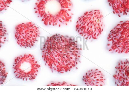 우유에 야생 딸기의 매크로 사진.