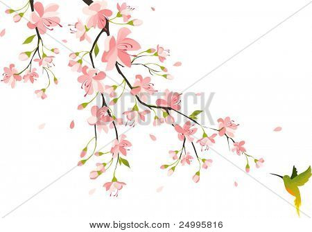 Cherry blossom