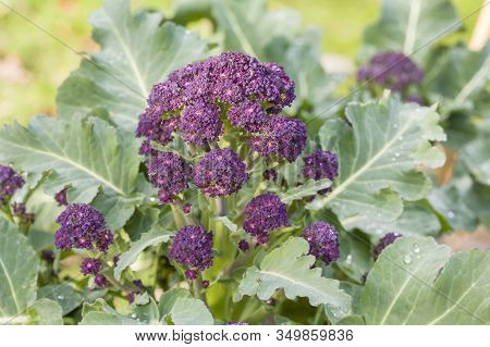 Purple Sprouting Broccoli Rudolph (brassica Oleraceae) Growing In A Vegetable Garden