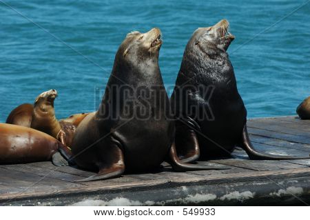 Singing Sea Lions