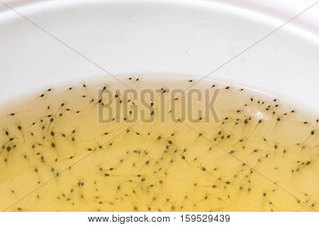 Larval shrimp in plastic bowl. Aquaculture animals.