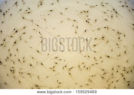 Larval shrimp in plastic bowl. Aquaculture animals.