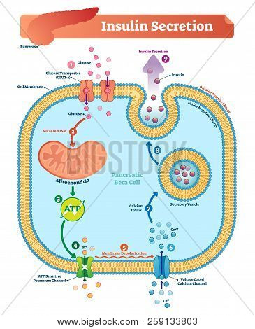 Insulin Secretion Vector Illustration. Biological Pancreas Function Labeled Scheme. Full Cycle Diagr