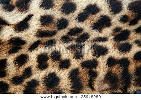 Virkelige Leopard skind