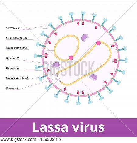 Lassa Mammarenavirus. Lassa Viruses Are Enveloped, Single-stranded Rna Viruses And Cause Lassa Hemor