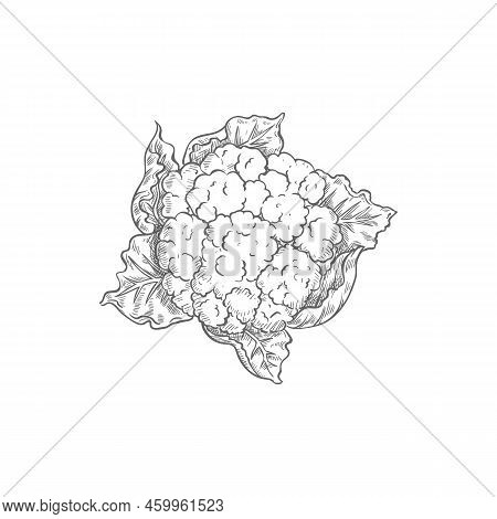 Cauliflower Cabbage Isolated Vegetable Brassica Monochrome Sketch. Vector Vegetarian Food, Organic V