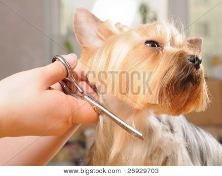 Yorkshire terrier at få sit hår klippe på groomer