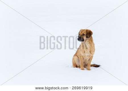 Young Red Dog Is Standing On The White Snow.