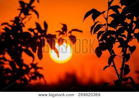 Beautiful Sunset. Beautiful Sunny Sunrise On The Background Of Trees.