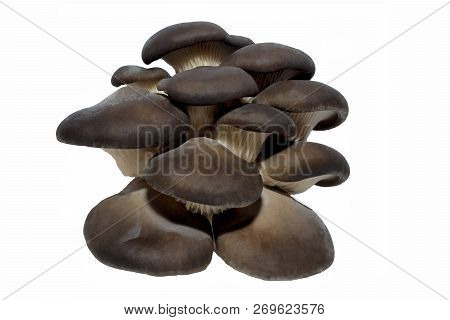 Delicious And Healthy Young Mushroom On A White Background - Isolated.